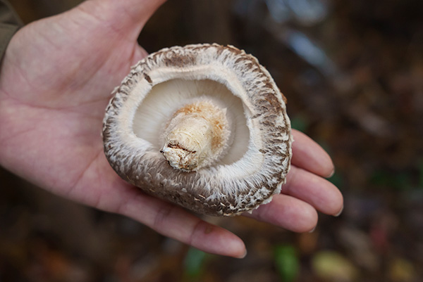 原木しいたけ「くにまる」はまるまると大きく、厚みや巻き込み部もしっかり肉厚です。